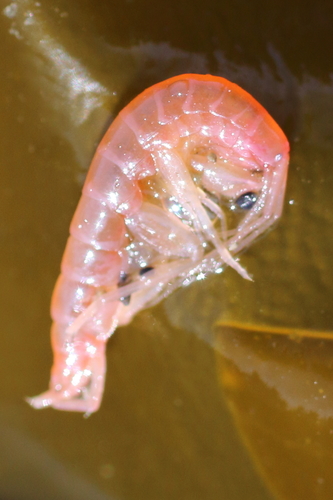 Maera danae
