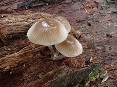 Mycena carmeliana