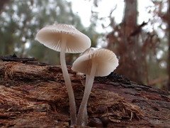 Mycena carmeliana