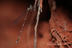 Protosticta trilobata