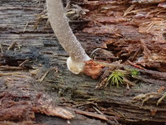Mycena carmeliana