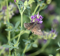 Erynnis afranius