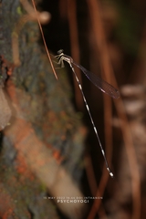 Protosticta trilobata