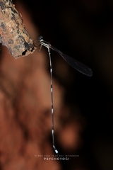 Protosticta trilobata
