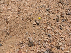 Leptosiphon chrysanthus