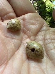 Amphibolips quercusinanis