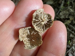 Amphibolips quercusinanis