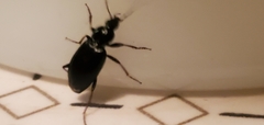 Agonum punctiforme