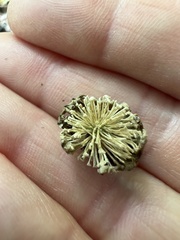 Amphibolips quercusinanis