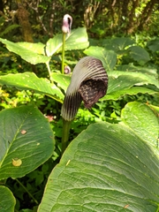 Arisaema griffithii