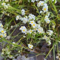 Plagiobothrys figuratus