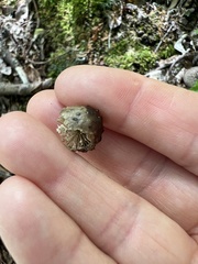 Amphibolips quercusinanis