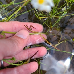 Plagiobothrys figuratus