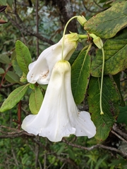 Rhododendron dalhousieae
