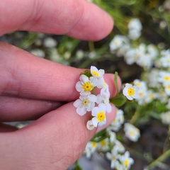 Plagiobothrys figuratus
