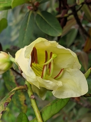 Rhododendron dalhousieae