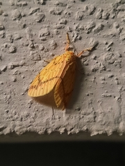 Barsine striata