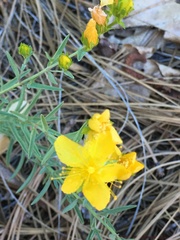 Hypericum concinnum