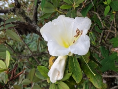 Rhododendron dalhousieae