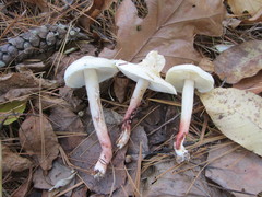 Zhuliangomyces illinitus