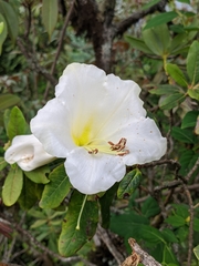Rhododendron dalhousieae