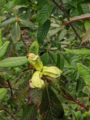 Rhododendron dalhousieae