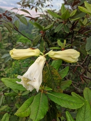 Rhododendron dalhousieae