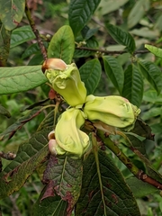 Rhododendron dalhousieae