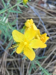 Hypericum concinnum