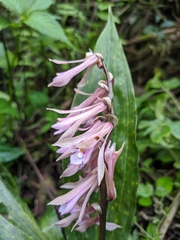 Cremastra appendiculata