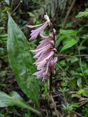 Cremastra appendiculata