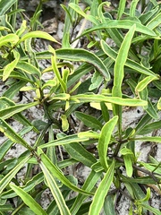 Physalis angustifolia