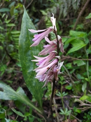 Cremastra appendiculata