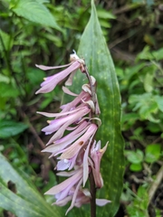 Cremastra appendiculata