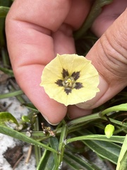 Physalis angustifolia