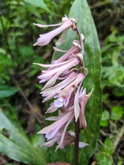 Cremastra appendiculata