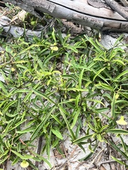 Physalis angustifolia