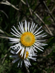 Erigeron caespitosus