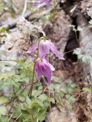 Clematis occidentalis grosseserrata