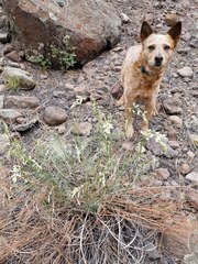 Astragalus lonchocarpus