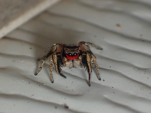 Habronattus coecatus photo 5