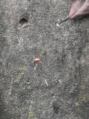 Pseudogagrella splendens