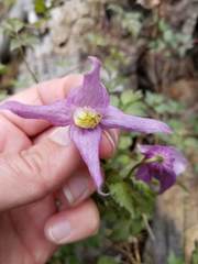 Clematis occidentalis grosseserrata