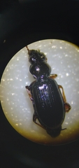 Bembidion lampros