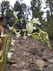 Astragalus lonchocarpus
