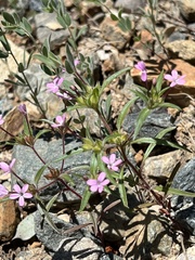 Collomia tinctoria