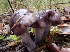 Thaxterogaster submagellanicus