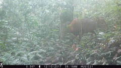 Cephalophorus weynsi