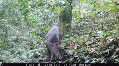 Cephalophorus weynsi