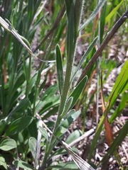 Erigeron caespitosus